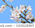 Scenery of cherry blossoms in the building park 143028965