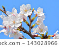 Scenery of cherry blossoms in the building park 143028966