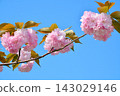 Double cherry blossoms in full bloom 143029146