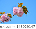 Double cherry blossoms in full bloom 143029147
