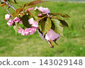 Double cherry blossoms in full bloom 143029148