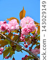 Double cherry blossoms in full bloom 143029149