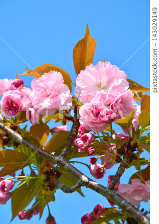Double cherry blossoms in full bloom Double cherry blossoms in full bloom 143029149