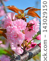 Double cherry blossoms in full bloom 143029150