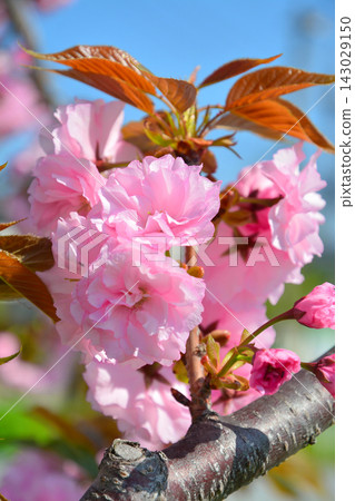 Double cherry blossoms in full bloom Double cherry blossoms in full bloom 143029150