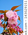 Double cherry blossoms in full bloom 143029151