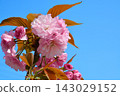 Double cherry blossoms in full bloom 143029152