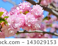 Double cherry blossoms in full bloom 143029153