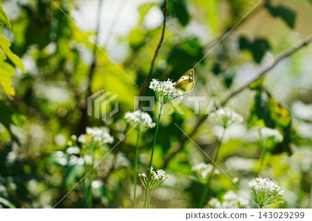 Colias erate Colias erate 143029299