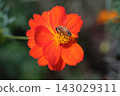 Macro photography of a bee perched on an orange yellow cosmos flower. 143029311