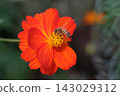 A bee intently sipping nectar from the center of a yellow cosmos flower. 143029312