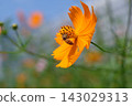 A honeybee clings to a yellow cosmos flower under a blue sky, sipping nectar. 143029313