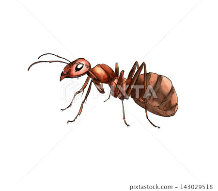 Ant illustrated with bright ink and watercolor for insect collections, educational designs, nature projects and decorative prints. Ant illustrated with bright ink and watercolor for insect collections, educational designs, nature projects and decorative prints. 143029518