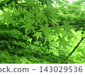 藍楓 143029536