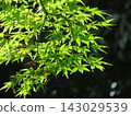 藍楓 143029539