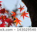 楓葉離開了紅葉 143029540