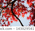 楓葉離開了紅葉 143029541
