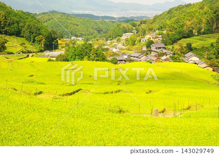 Asuka村的水稻梯田 Asuka村的水稻梯田 143029749