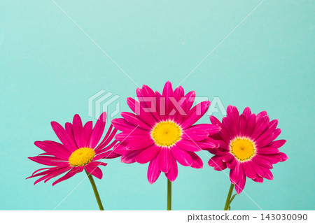 Three pink pyrethrum flowers on blue sky as background. Pink daisy. 143030090