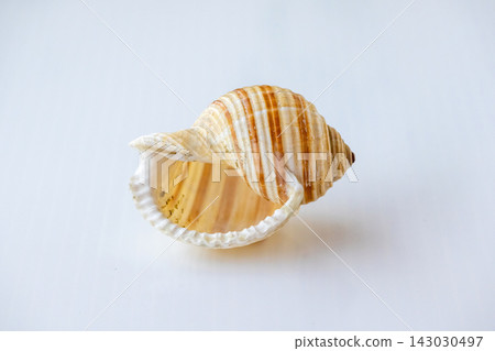 Single striped sea shell with brown and white spiral pattern resting isolated on a white background, marine souvenir item. Single striped sea shell with brown and white spiral pattern resting isolated on a white background, marine souvenir item. 143030497