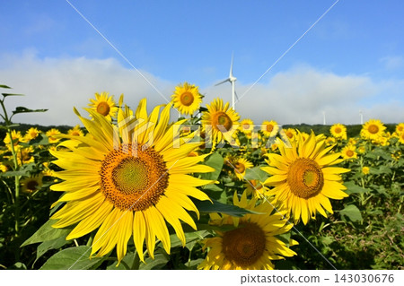 Windmills in a sunflower field on the Fubuki Plateau in Koriyama City as the mist clears. Windmills in a sunflower field on the Fubuki Plateau in Koriyama City as the mist clears. 143030676