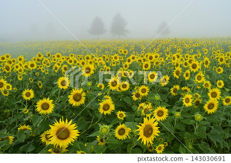 Sunflower fields shrouded in mist at Nunobiki Kaze no Kogen in Koriyama City Sunflower fields shrouded in mist at Nunobiki Kaze no Kogen in Koriyama City 143030691
