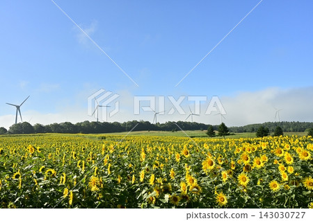 Windmills in a sunflower field on the Fubuki Plateau in Koriyama City as the mist clears. Windmills in a sunflower field on the Fubuki Plateau in Koriyama City as the mist clears. 143030727