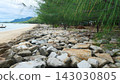 Pine Needle Branches over Rocky Seawall and Sandy Beach Landscape 143030805