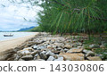 Pine Needle Branches over Rocky Seawall and Sandy Beach Landscape 143030806