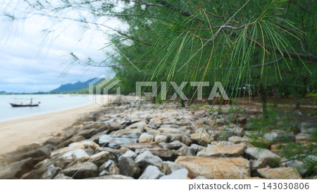 Pine Needle Branches over Rocky Seawall and Sandy Beach Landscape Pine Needle Branches over Rocky Seawall and Sandy Beach Landscape 143030806