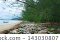 Pine Needle Branches over Rocky Seawall and Sandy Beach Landscape 143030807