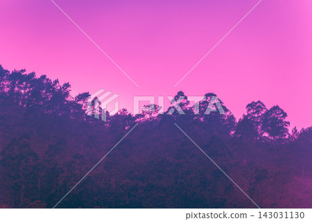 Mediterranean pine forest against sunset cloudy sky. Nature background Mediterranean pine forest against sunset cloudy sky. Nature background 143031130