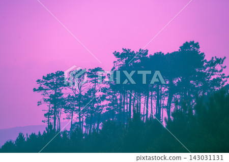 Mediterranean pine forest against sunset cloudy sky. Nature background Mediterranean pine forest against sunset cloudy sky. Nature background 143031131
