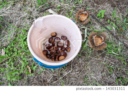 Harvested chestnuts Harvested chestnuts 143031311
