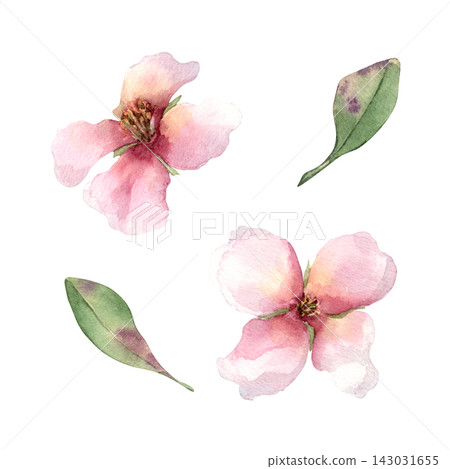 Peach blossoms and leaves watercolor illustration hand drawn. Pink flowers petals and foliage botanical elements isolated. Gentle cherry blossoms drawing. Spring greeting card and floral design. Peach blossoms and leaves watercolor illustration hand drawn. Pink flowers petals and foliage botanical elements isolated. Gentle cherry blossoms drawing. Spring greeting card and floral design. 143031655