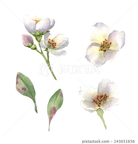 Jasmine flowers watercolor illustration isolated. Apple blossoms bloom on delicate green stems hand drawn. White flowers, buds, and leaves botanical elements. Floral drawing for spring design. Jasmine flowers watercolor illustration isolated. Apple blossoms bloom on delicate green stems hand drawn. White flowers, buds, and leaves botanical elements. Floral drawing for spring design. 143031656