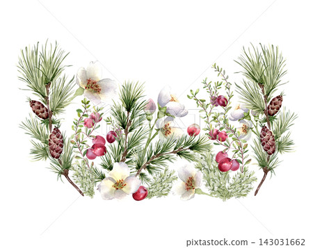 Watercolor Christmas illustration with pine branches, cones, red berry and white flowers isolated. Winter floral arrangement with evergreen plants and cranberries hand drawn. Festive design for card. 143031662