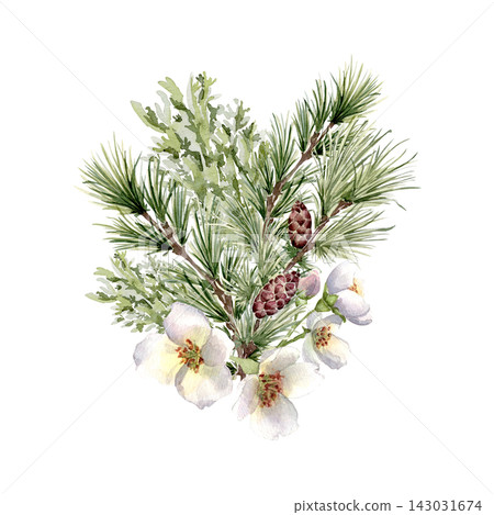 Watercolor illustration of pine branches, cones and white flowers isolated. Winter botanical arrangement hand drawn for seasonal design. Evergreen forest plant with blooms for holiday or wedding. Watercolor illustration of pine branches, cones and white flowers isolated. Winter botanical arrangement hand drawn for seasonal design. Evergreen forest plant with blooms for holiday or wedding. 143031674