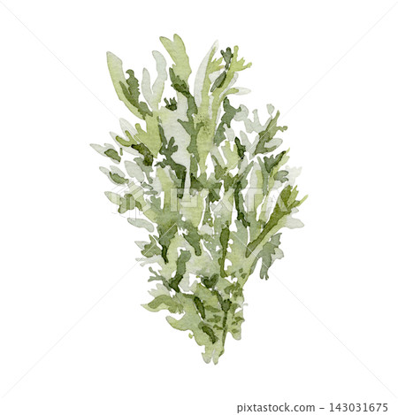 Moss bunch soft green watercolor illustration isolated background. Sphagnum northern plant botanical sketch hand drawn. Mossy texture drawing for nature seasonal greenery design pastel colors. Moss bunch soft green watercolor illustration isolated background. Sphagnum northern plant botanical sketch hand drawn. Mossy texture drawing for nature seasonal greenery design pastel colors. 143031675
