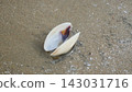 Open Bivalve Shell with Purple Interior on Wet Beach Sand 143031716