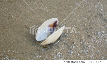Open Bivalve Shell with Purple Interior on Wet Beach Sand Open Bivalve Shell with Purple Interior on Wet Beach Sand 143031716