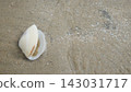 Solitary Open Clam Shell on Beach Sand with Copy Space 143031717