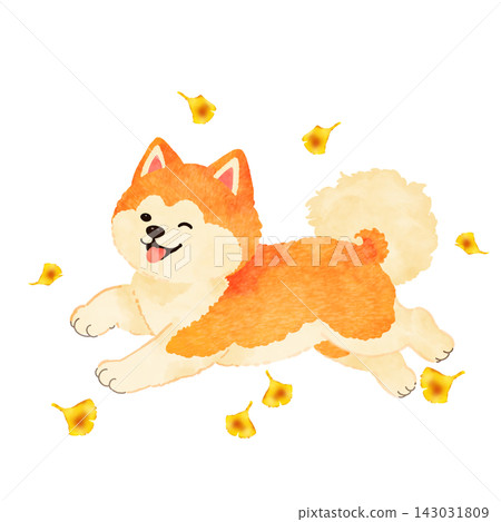 Illustration of an Akita dog running among ginkgo trees [Transparent background] 143031809