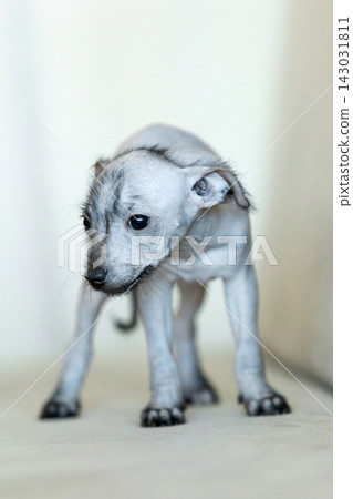Xoloitzcuintli Xolo Mexican Hairless Dog puppy standing indoors, soft neutral background Xoloitzcuintli Xolo Mexican Hairless Dog puppy standing indoors, soft neutral background 143031811