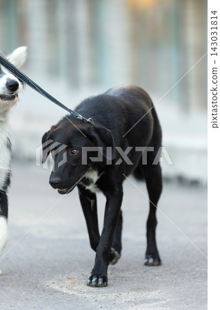 black mixed breed dog walking on leash along a city street in soft daylight black mixed breed dog walking on leash along a city street in soft daylight 143031814