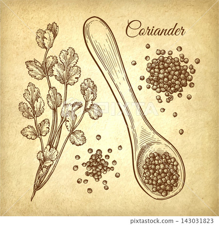 Coriander, cilantro and handful of spice on spoon. Coriander, cilantro and handful of spice on spoon. 143031823