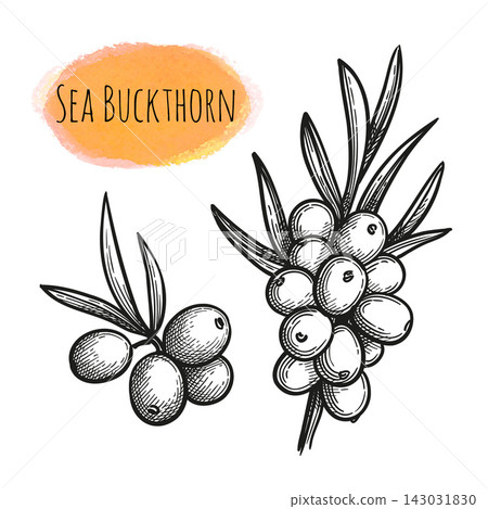 Sea buckthorn branches. Hand-drawn ink sketch. Sea buckthorn branches. Hand-drawn ink sketch. 143031830