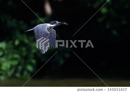 A powerful flying scene of a crested kingfisher carrying its prey. A powerful flying scene of a crested kingfisher carrying its prey. 143031837