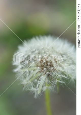 Dandelion fluff Dandelion fluff 143031863