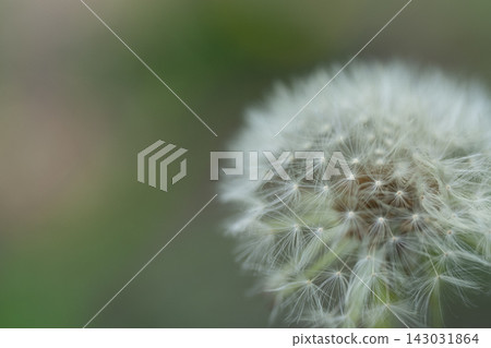 Dandelion fluff Dandelion fluff 143031864